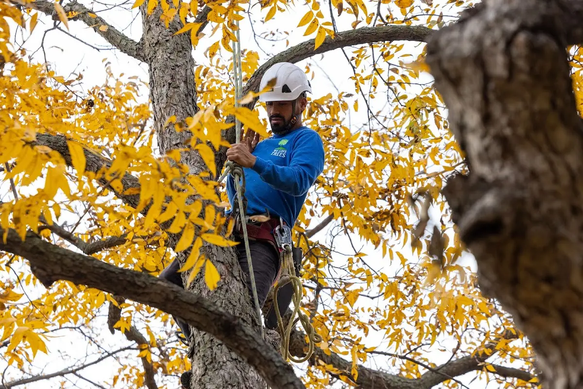 Skilled Tree Trimming crew working in Lisbon
